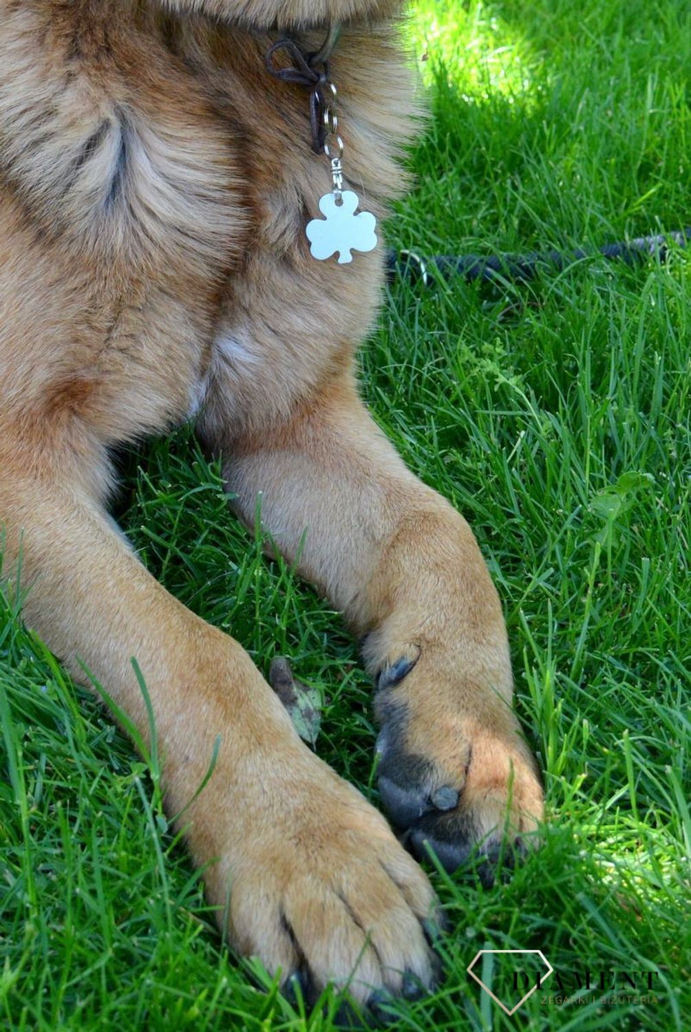 Blaszka dla pupila koniczynka 3,2 cm z miejscem na grawer Koniczynka silver L Blaszka w formie adresówki, identyfikatora dla psa. Blaszka z miejscem na grawer. Na adresówce możemy wygrawerować np. imię psa i nr tel.jpg